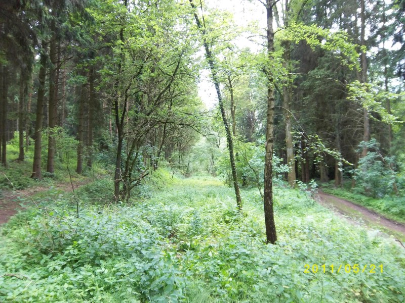 ZWNEGI11